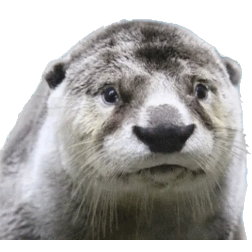 VidroMemi_Part2 sticker 73