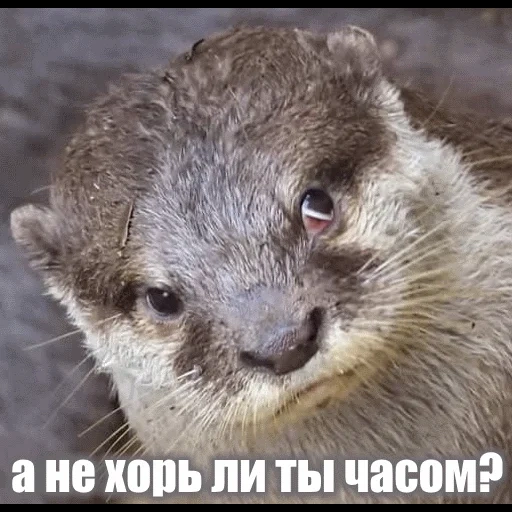 VidroMemi_Part2 sticker 75