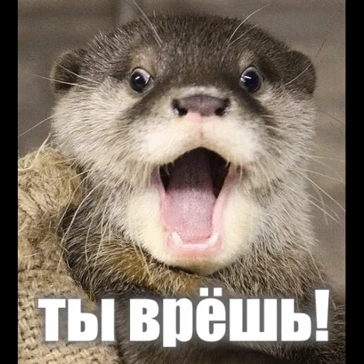 VidroMemi_Part2 sticker 77