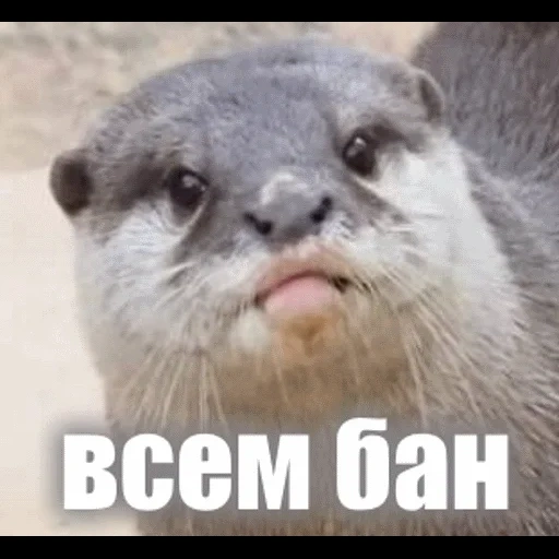 VidroMemi_Part2 sticker 78