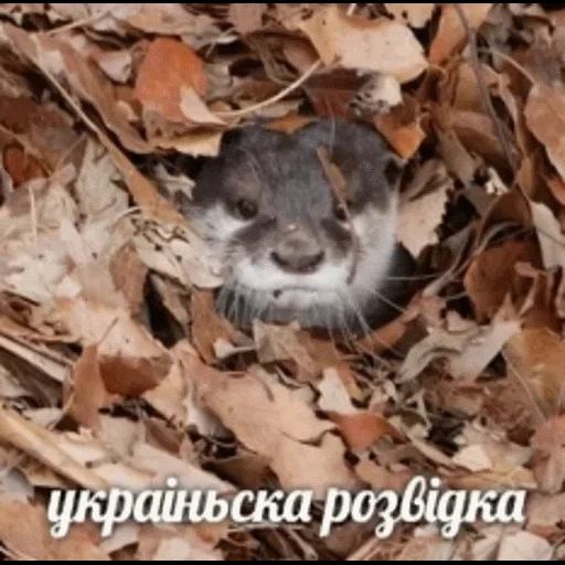 VidroMemi_Part2 sticker 79