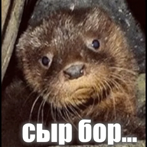 VidroMemi_Part2 sticker 83