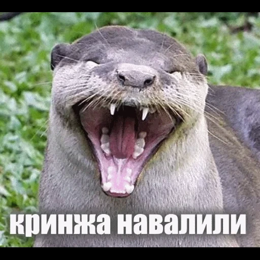 VidroMemi_Part2 sticker 86