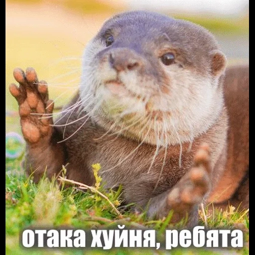 VidroMemi_Part2 sticker 87