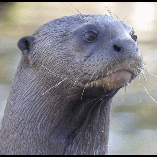 VidroMemi_Part2 sticker 100