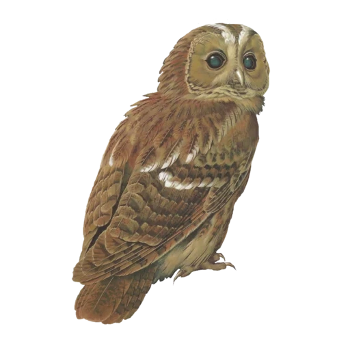 vintage postcard sticker 104