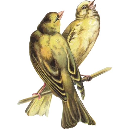 vintage postcard sticker 119