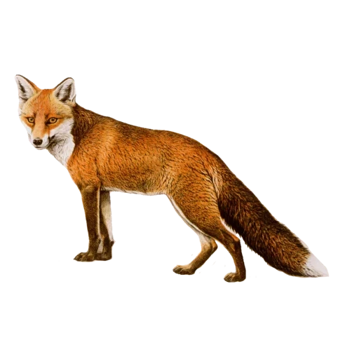 vintage postcard sticker 43