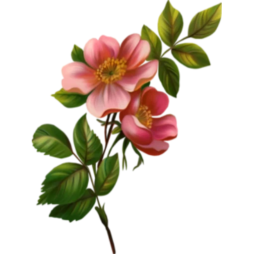 Vintagncvety sticker 2