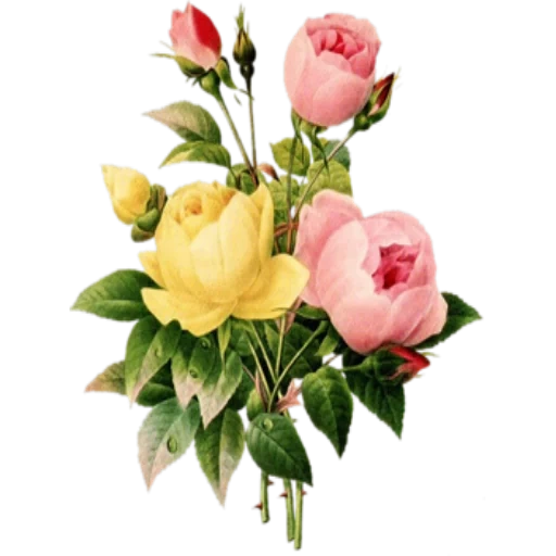 Vintagncvety sticker 20