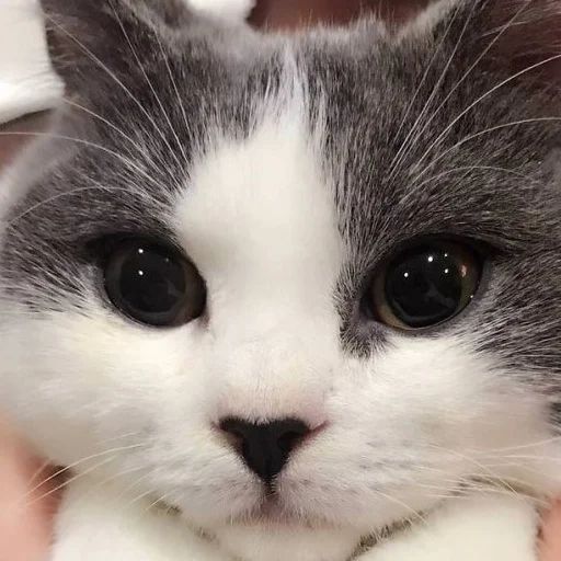 Всратые морды котов Telegram sticker pack